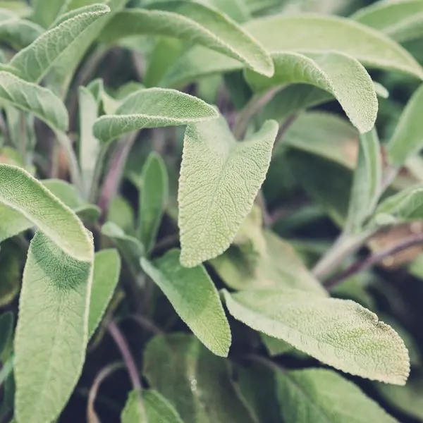 Close up of sage leaves