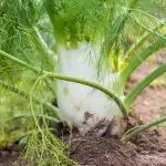 Close up view of Fennel in the ground