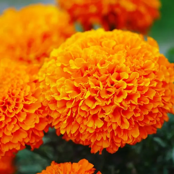Close up view of Orange American Marigold flowers