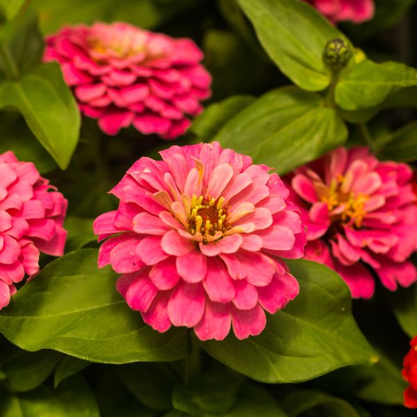 Close up view of Pink Zinnia flowers and green leaves