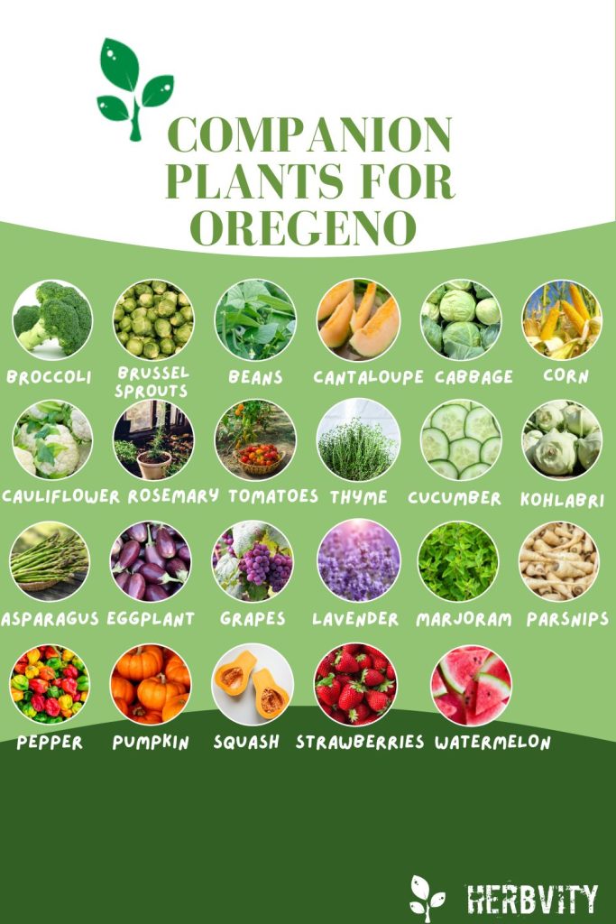 Companion Plants for Oregano Infographic