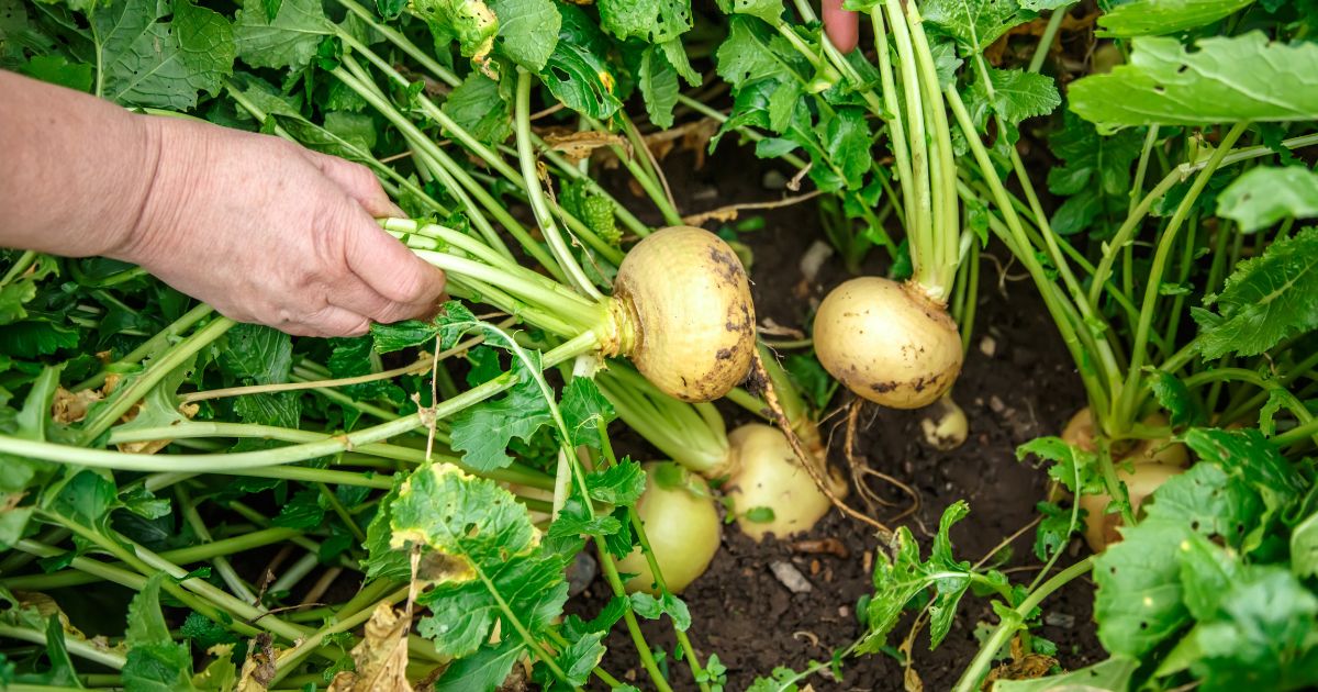 Companion plans for Turnips