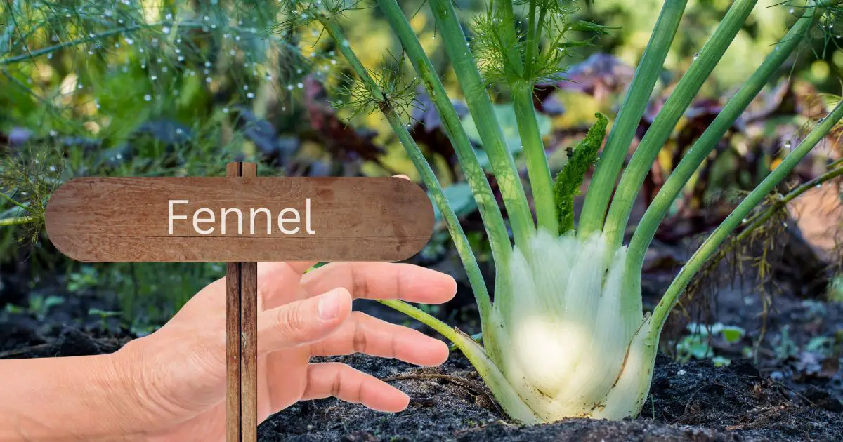 Companion plants for fennel