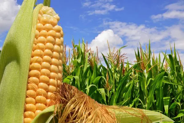 Corn growing in the field.