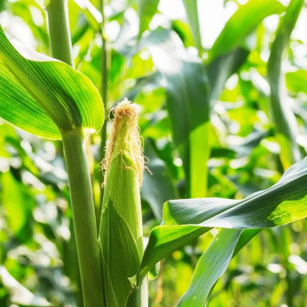 Corn on stalk in husk in corn field