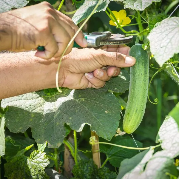 Cucumber being clipped off the vine by gardener