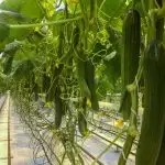 Cucumber growing in a greenhouse hanging