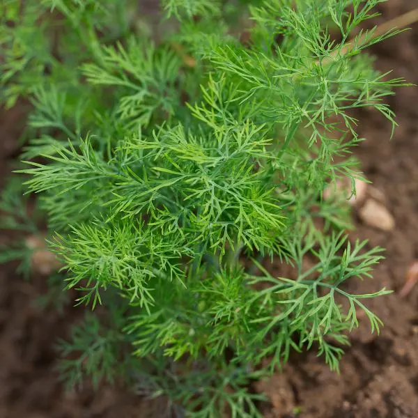 Dill plant growing in garden with dirt in background