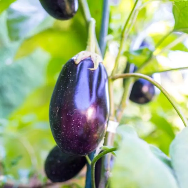 Eggplant growing on vine not ready for harvest