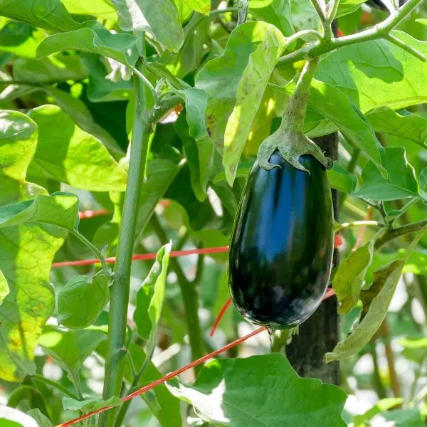 Eggplant hanging ready to be picked