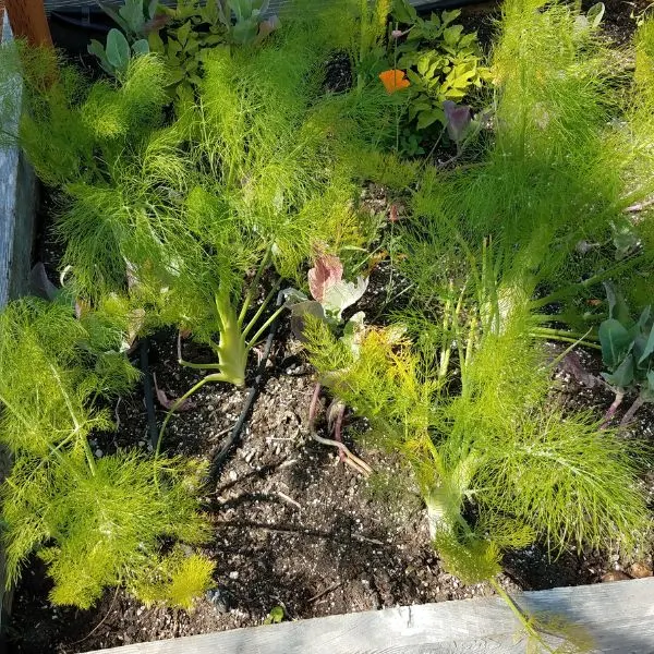 Fennel in a small raised garden bed