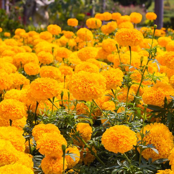 Field of bright yellow Marigolds