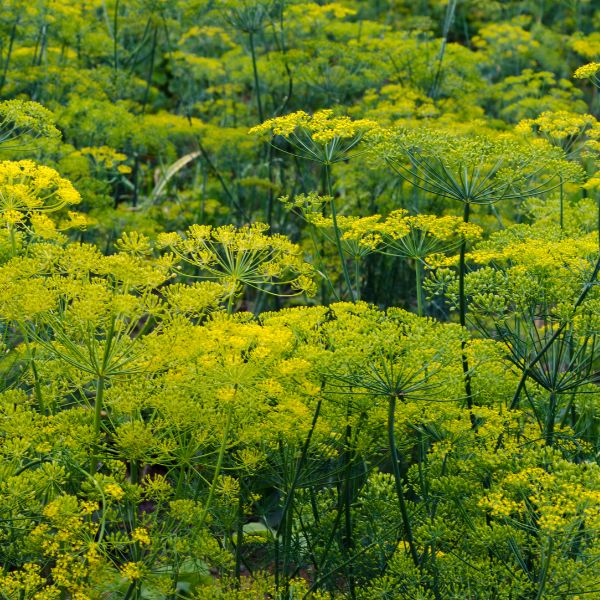 Field of flowering Dill plant