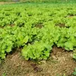 Field of lettuce growing