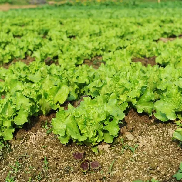 Field of lettuce growing