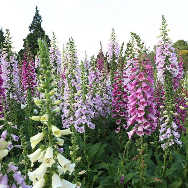 Field of white lavender and pink Foxglove flowers