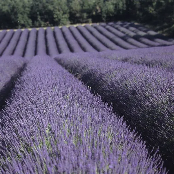 Fields of lavendar growing