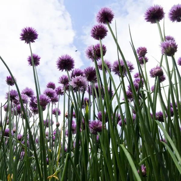 Flowering chive plants with blue cloudy sky in background