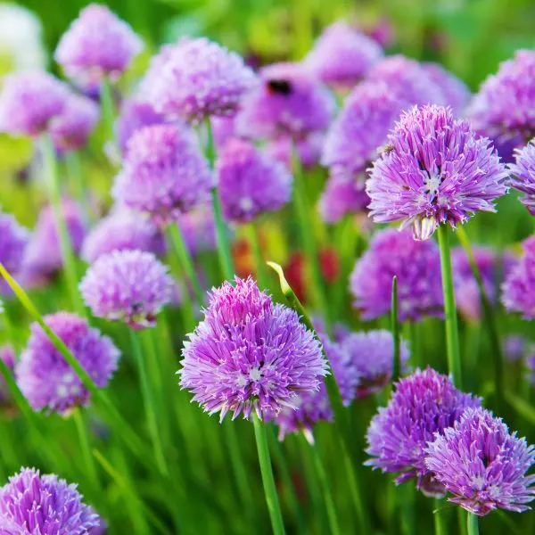 Flowering chives in a field