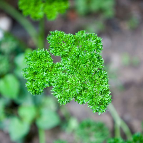 Focused view of French Parsley with the background blurred out