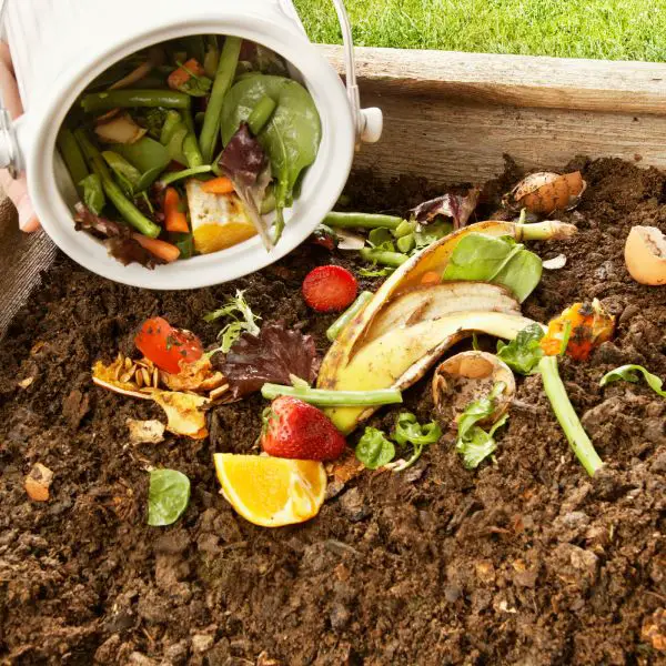 Food scraps being poured into a compost pile in back yard