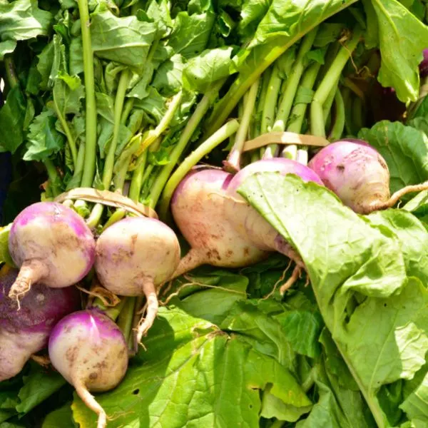 Freshly harvested turnips in bunches