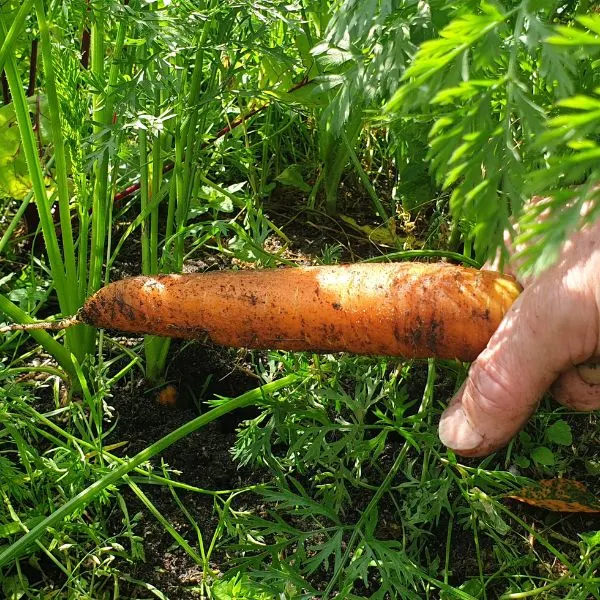 Freshly pulled carrot being held in hand