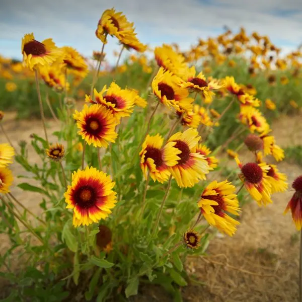 Gaillardia flowers in a field close up