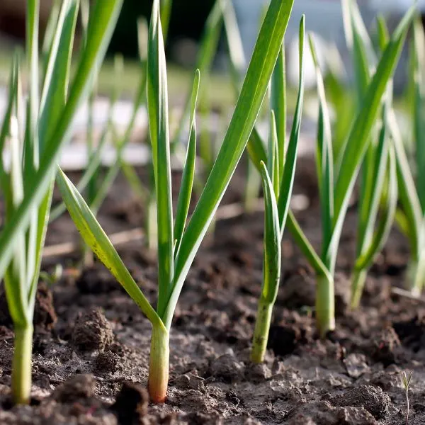 Garlic growing in garden in rows close up