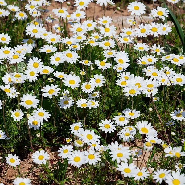 Group of Chamomile flowers growing in yard