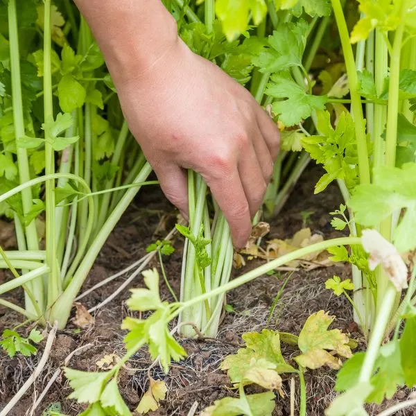 Hand pulling back young celery stalks in garden