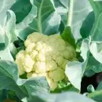 Head of cauliflower growing in plant