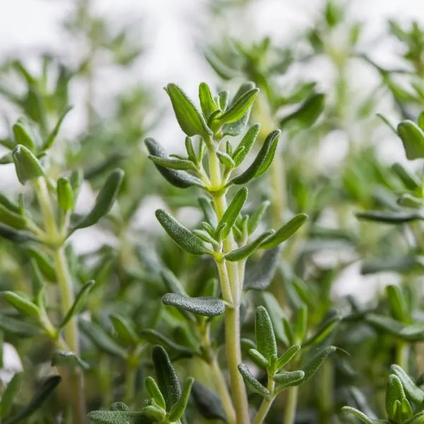 Isolated Thyme plant