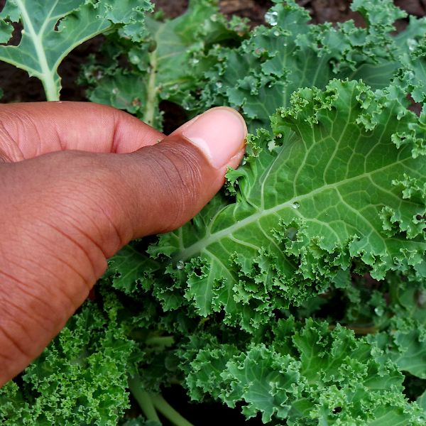 Kale plant leaves with a water drop being held by a hand