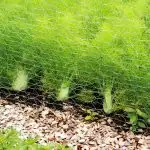 Large group of fennel in garden behind a mesh wire fence