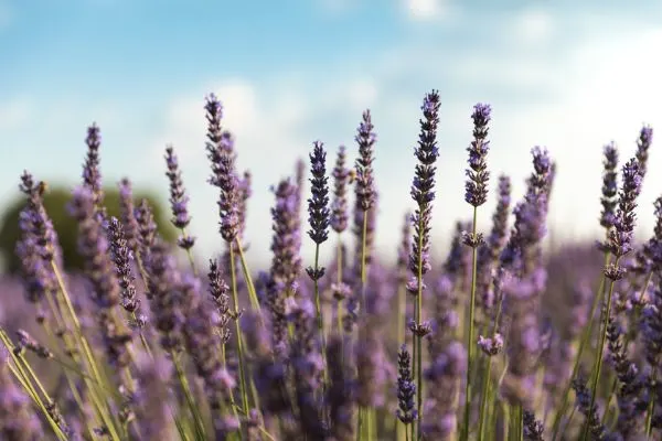 Lavender growing in the field.