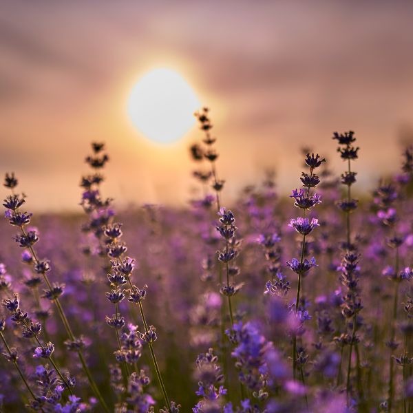 Lavender in a field with the sun setting behind