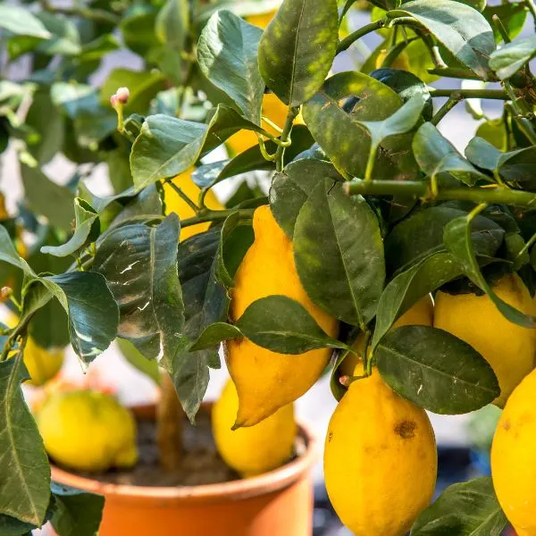 Lemon tree growing in large pot