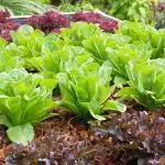 Lettuce growing in a raised bed with other types of vegetables
