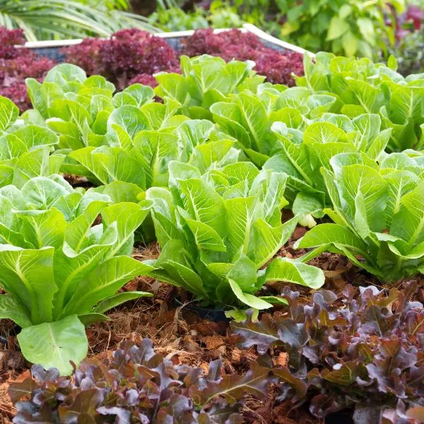 Lettuce growing in a raised bed with other types of vegetables