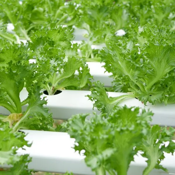Lettuce growing in a tube using hydroponics