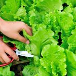 Lettuce leaves being trimmed off with pruning shears by gardener