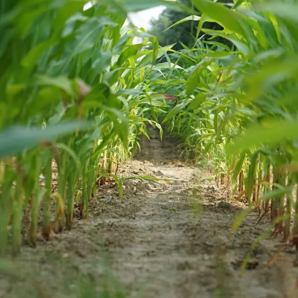 Looking down rows of corn growing in a field