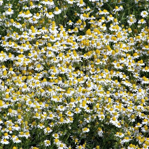 Lots of wild Chamomile flowers growing