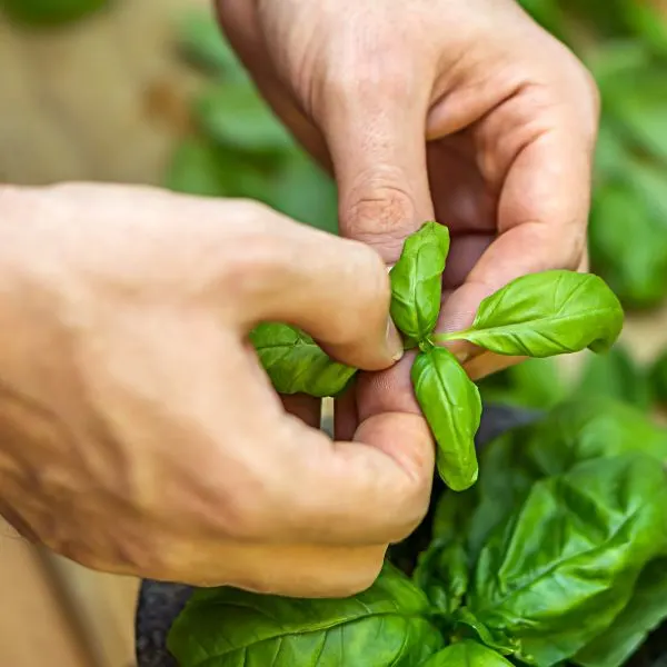 Man holding basil plant leaves with pot in background