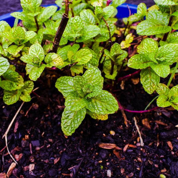 Mint growing in a large pot with mulch