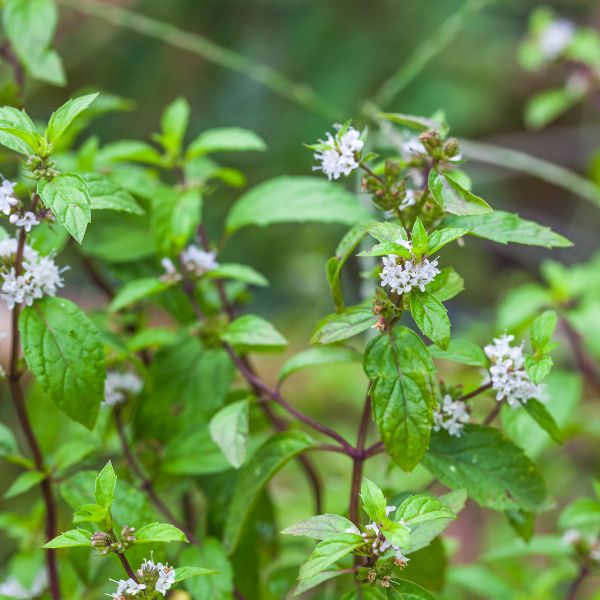 Mint plant with flowers in fall