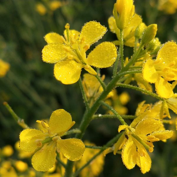 Mustard flowers close up with moisture on them