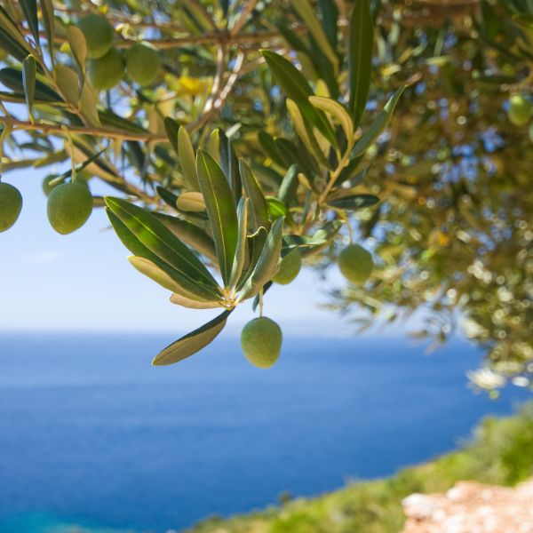 Olives hanging from tree with view of ocean in the background