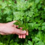 Parsley being picked from an herb garden